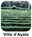 Valva Villa D Ayala